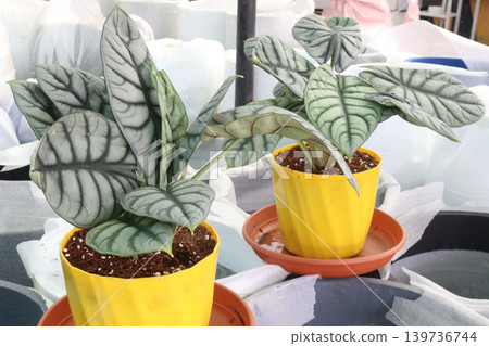 Alocasia Silver Dragon leaf plant on pot Alocasia Silver Dragon leaf plant on pot 139736744