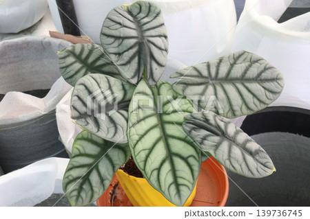 Alocasia Silver Dragon leaf plant on pot Alocasia Silver Dragon leaf plant on pot 139736745