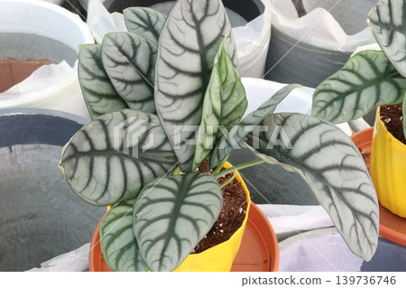Alocasia Silver Dragon leaf plant on pot Alocasia Silver Dragon leaf plant on pot 139736746