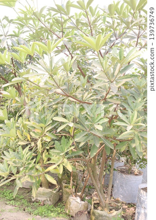 Alstonia scholaris tree plant on farm Alstonia scholaris tree plant on farm 139736749