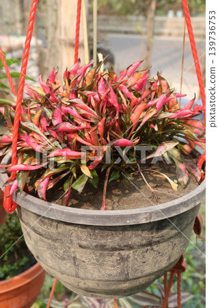 Alternanthera Neon leaf plant on hanging pot Alternanthera Neon leaf plant on hanging pot 139736753
