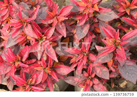 Alternanthera Neon leaf plant on hanging pot Alternanthera Neon leaf plant on hanging pot 139736759