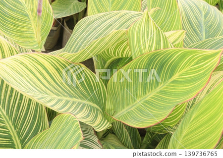 canna striata plant on farm for sell are cash crops canna striata plant on farm for sell are cash crops 139736765