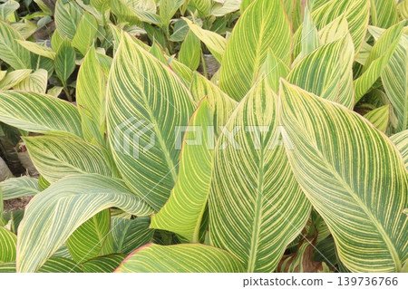 canna striata plant on farm for sell are cash crops canna striata plant on farm for sell are cash crops 139736766