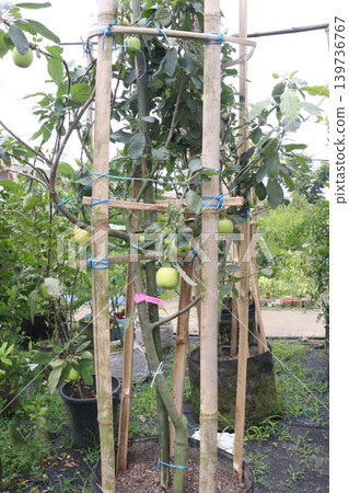 green apple on tree in farm for harvest green apple on tree in farm for harvest 139736767