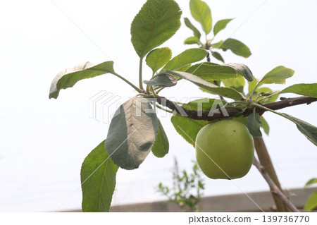 green apple on tree in farm for harvest green apple on tree in farm for harvest 139736770