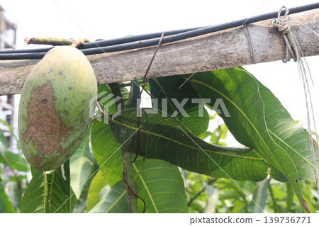 mango on tree in farm for sell are cash crops mango on tree in farm for sell are cash crops 139736771