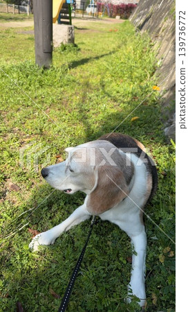 散步中的比格犬 139736772