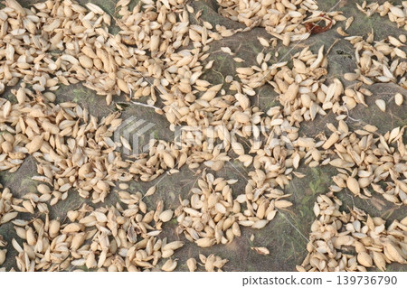 Birjo Moni, Birjo Mul root on shop for sell are cash crops Birjo Moni, Birjo Mul root on shop for sell are cash crops 139736790