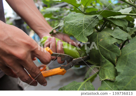 Close-up photo of hands harvesting fresh green eggplant using scissors in a home garden 139736813