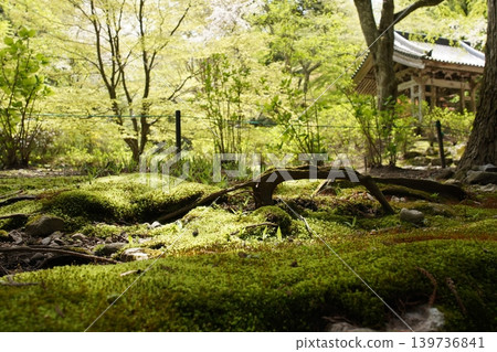 Kōzenji Temple in the fresh greenery Kōzenji Temple in the fresh greenery 139736841