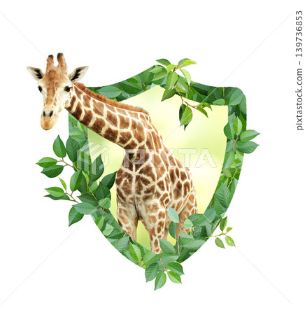 Giraffe and Shield made from green leaves. Safety, ecology, global ecological resource, go green concept. Environmental conservation, wildlife protection, Eco-friendly. Isolated on white background Giraffe and Shield made from green leaves. Safety, ecology, global ecological resource, go green concept. Environmental conservation, wildlife protection, Eco-friendly. Isolated on white background 139736853