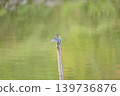 翠鳥正在補妝 翠鳥正在補妝 139736876