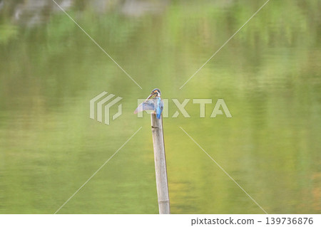 翠鳥正在補妝 翠鳥正在補妝 139736876