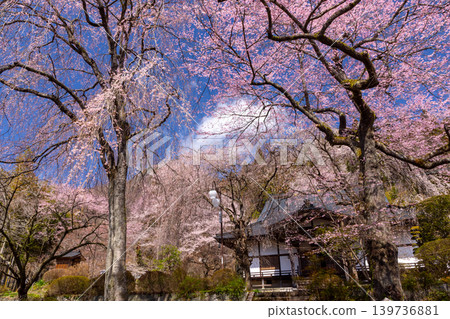 Hananiwa-san Tenjuin Daiunji Temple, Ōto, Higashiagatsuma-machi, Agatsuma-gun, Gunma Prefecture: Weeping cherry trees and mountain cherry trees bloom profusely in the temple grounds. Main hall and cherry blossoms. Hananiwa-san Tenjuin Daiunji Temple, Ōto, Higashiagatsuma-machi, Agatsuma-gun, Gunma Prefecture: Weeping cherry trees and mountain cherry trees bloom profusely in the temple grounds. Main hall and cherry blossoms. 139736881
