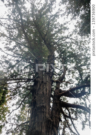 The majestic figure of Taro Cedar, a giant cedar tree in Kairakuen Garden. The majestic figure of Taro Cedar, a giant cedar tree in Kairakuen Garden. 139736900