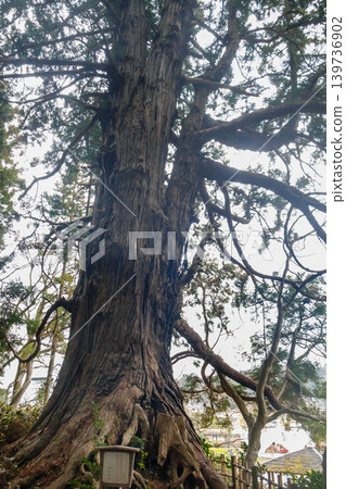 The majestic figure of Taro Cedar, a giant cedar tree in Kairakuen Garden. The majestic figure of Taro Cedar, a giant cedar tree in Kairakuen Garden. 139736902