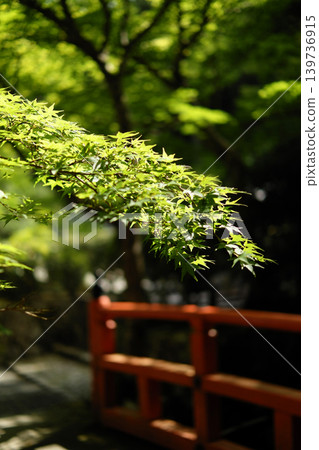 綠楓葉和紅橋 綠楓葉和紅橋 139736915