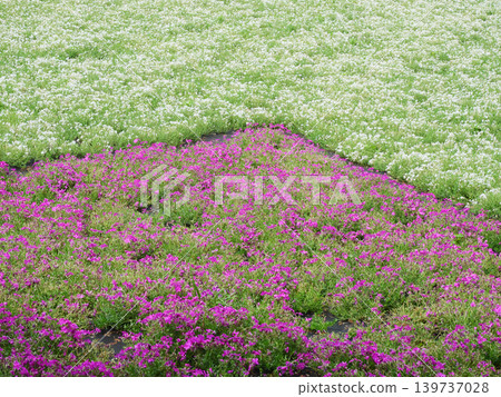 Shibazakura Hill | Hitsujiyama Park Shibazakura Hill | Hitsujiyama Park 139737028