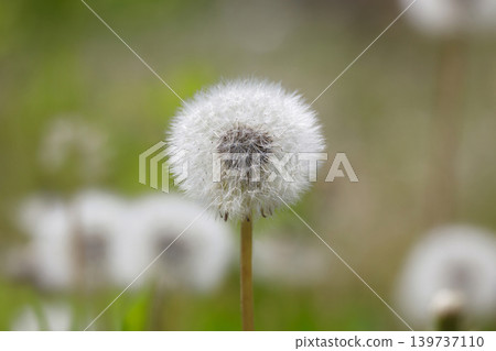 Dandelion's fluff Dandelion's fluff 139737110