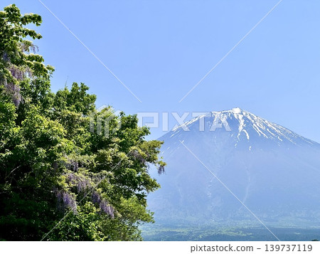 富士花和富士山 139737119