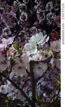 櫻花,春天,花瓣 櫻花,春天,花瓣 139737120