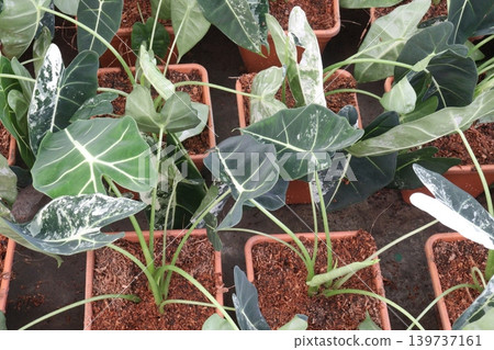 Alocasia micholitziana, green velvet taro, green velvet alocasia plant 139737161