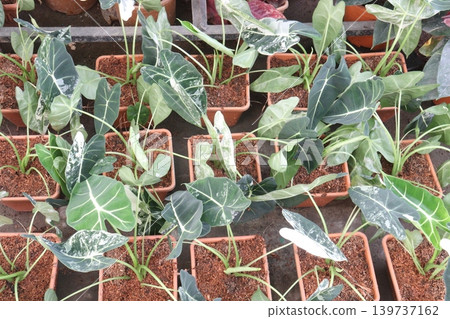 Alocasia micholitziana, green velvet taro, green velvet alocasia plant Alocasia micholitziana, green velvet taro, green velvet alocasia plant 139737162