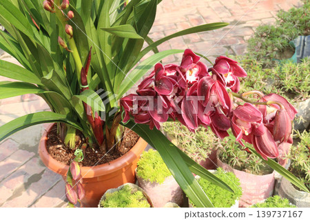 Boat orchid or cymbidium orchid flower plant Boat orchid or cymbidium orchid flower plant 139737167