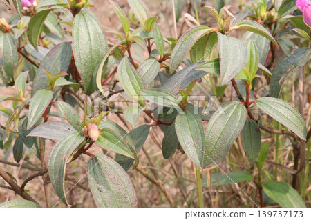 Melastoma malabathricum flower plant on nursery Melastoma malabathricum flower plant on nursery 139737173