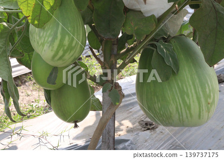 Eggplant, BARI Begun 12 on farm for harvest Eggplant, BARI Begun 12 on farm for harvest 139737175