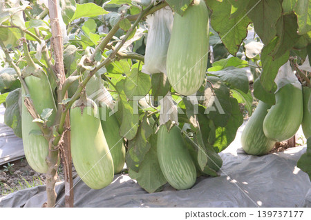 Eggplant, BARI Begun 12 on farm for harvest Eggplant, BARI Begun 12 on farm for harvest 139737177