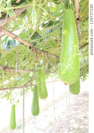 Bottle gourd on farm for sell Bottle gourd on farm for sell 139737180
