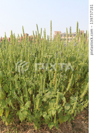 chia, Salvia hispanica plant on farm for harvest 139737181