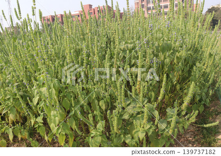 chia, Salvia hispanica plant on farm for harvest chia, Salvia hispanica plant on farm for harvest 139737182