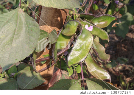 Edamame on plant in farm for harvest are cash crops Edamame on plant in farm for harvest are cash crops 139737184