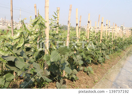 Edamame on plant in farm for harvest are cash crops Edamame on plant in farm for harvest are cash crops 139737192