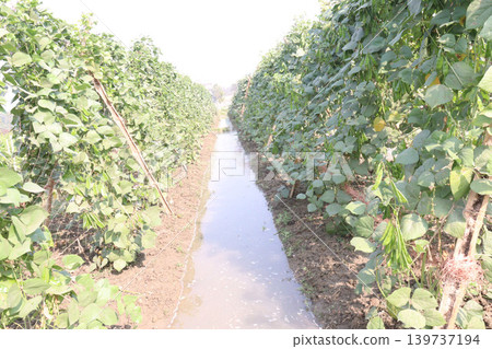 Edamame on plant in farm for harvest are cash crops Edamame on plant in farm for harvest are cash crops 139737194