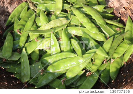 Edamame on farm for harvest are cash crops Edamame on farm for harvest are cash crops 139737196