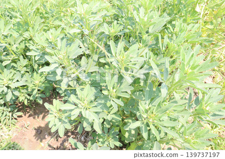 Fenugreek (Trigonella foenum-graecum) plant on farm for harvest Fenugreek (Trigonella foenum-graecum) plant on farm for harvest 139737197