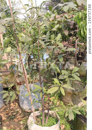Garcinia gardneriana fruit on tree Garcinia gardneriana fruit on tree 139737198