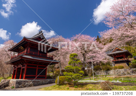 群馬縣吾妻郡東吾妻町大頭市花庭山天壽院大雲寺:寺內垂枝櫻花和山櫻競相綻放。寺門、鐘樓與櫻花交相輝映。 群馬縣吾妻郡東吾妻町大頭市花庭山天壽院大雲寺:寺內垂枝櫻花和山櫻競相綻放。寺門、鐘樓與櫻花交相輝映。 139737208