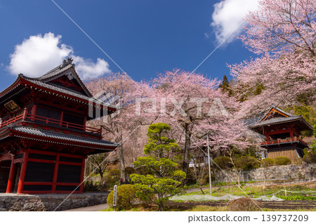 群馬縣吾妻郡東吾妻町大頭市花庭山天壽院大雲寺:寺內垂枝櫻花和山櫻競相綻放。寺門、鐘樓與櫻花交相輝映。 群馬縣吾妻郡東吾妻町大頭市花庭山天壽院大雲寺:寺內垂枝櫻花和山櫻競相綻放。寺門、鐘樓與櫻花交相輝映。 139737209