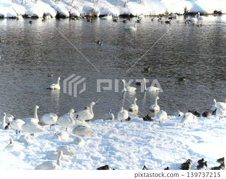 Swans, ducks, migratory birds, Kubota waterside school, Yonezawa Swans, ducks, migratory birds, Kubota waterside school, Yonezawa 139737215