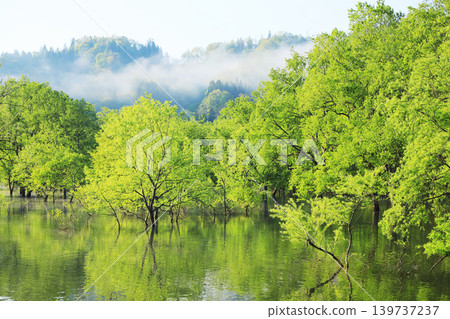 晨曦灑在白川湖的水下森林上,映照出令人嘆為觀止的美景。 晨曦灑在白川湖的水下森林上,映照出令人嘆為觀止的美景。 139737237