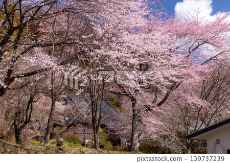 在群馬縣吾妻郡東吾妻町大戶的花庭山天壽院大雲寺內，櫻花盛開，其中包括垂枝櫻花和山櫻。 139737239
