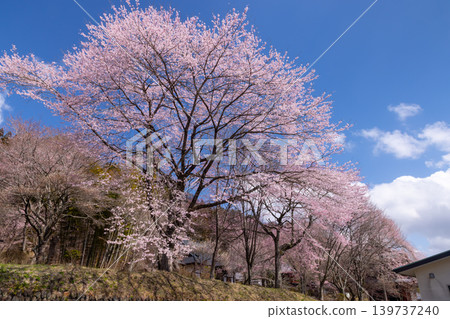 在群馬縣吾妻郡東吾妻町大戶的花庭山天壽院大雲寺內,櫻花盛開,其中包括垂枝櫻花和山櫻。 在群馬縣吾妻郡東吾妻町大戶的花庭山天壽院大雲寺內,櫻花盛開,其中包括垂枝櫻花和山櫻。 139737240