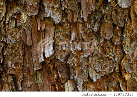 Pine Tree Bark Texture Close Up, Natural Forest Background Pine Tree Bark Texture Close Up, Natural Forest Background 139737355