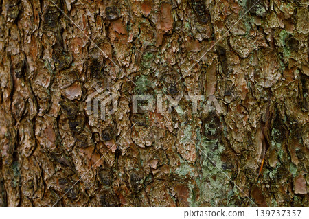 Pine Tree Bark Texture with Green Moss Close Up, Natural Forest Background Pine Tree Bark Texture with Green Moss Close Up, Natural Forest Background 139737357
