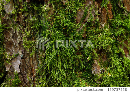 Pine Tree Bark Texture with Green Moss Close Up, Natural Forest Background Pine Tree Bark Texture with Green Moss Close Up, Natural Forest Background 139737358